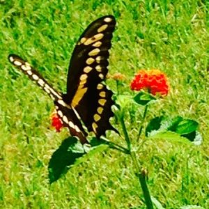 Meet your Posher, Josie